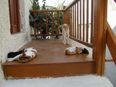 une bonne sieste bien méritée pour les chats