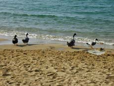 c'est la danse des canards ....