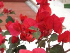 fleurs de bougainvilliers