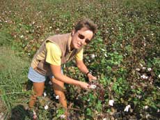 cueillette du coton dans la région de Fethiye