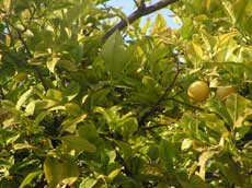 de délicieuses oranges à déguster 