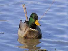 c'est la danse des canards 