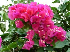 fleurs de bougainvilliers