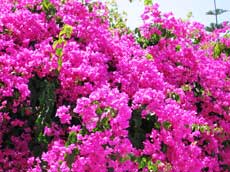 magnifique bougainvillier en fleurs