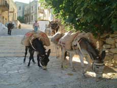 convoi spécial d'ânes à Symi