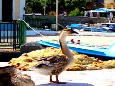 les canards du port de Symi
