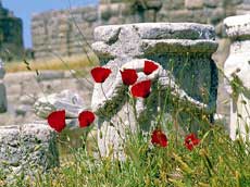 coquelicots au milieu des ruines