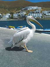 le pélican d'Astipaléa