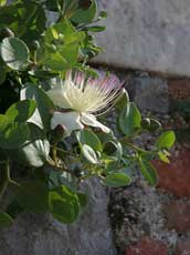 fleur de caprier