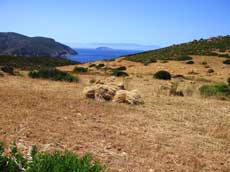 les champs cultivés de Patmos