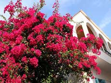 toujours des bougainvilliers en Grèce