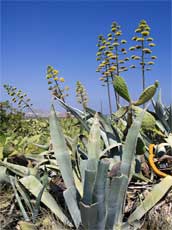 fleurs de cactus