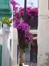 maison décorée de bougainvilliers