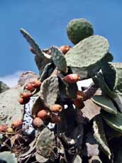 des figues de barbarie