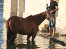 l'oasis de Chebika