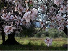amandiers en fleurs