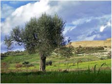 la campagne calabraise
