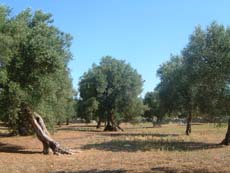 champs d'oliviers des Pouilles