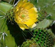 figue de barbarie en fleur