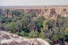 palmeraie à Gabès